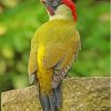 Green Woodpecker Bird Paint by number