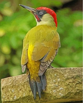 Green Woodpecker Bird Paint by number