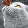 Monochrome Cat With Butterfly On Nose paint by number