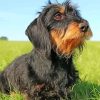 Wire Haired Dachshund Dog paint by number