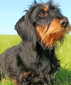 Wire Haired Dachshund Dog paint by number