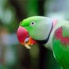 Alexandrine Parakeet Bird Eating paint by number