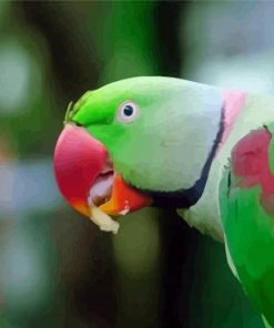 Alexandrine Parakeet Bird Eating paint by number