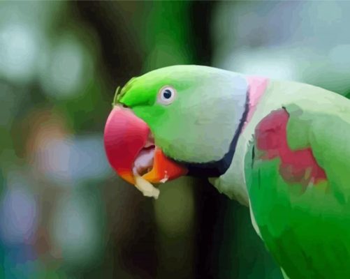 Alexandrine Parakeet Bird Eating paint by number