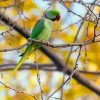 Alexandrine Parakeet paint by number