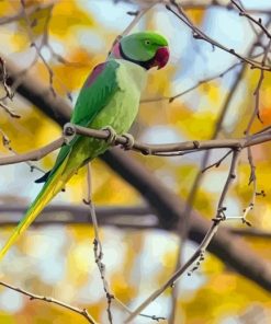 Alexandrine Parakeet paint by number