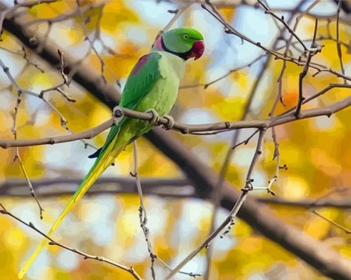 Alexandrine Parakeet paint by number