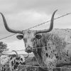 Black And White Longhorn Animal Paint by number