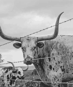 Black And White Longhorn Animal Paint by number