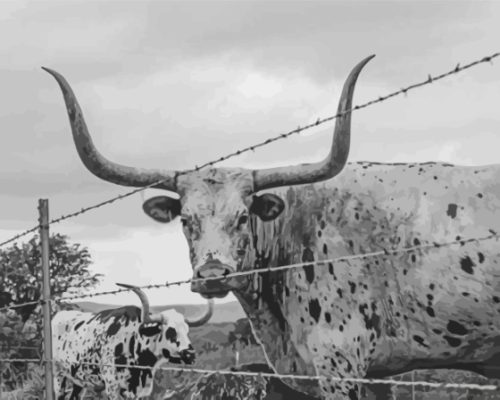 Black And White Longhorn Animal Paint by number