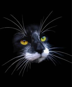 Black Cat With White Whiskers paint by number