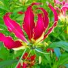 Blooming Gloriosa Lily paint by number