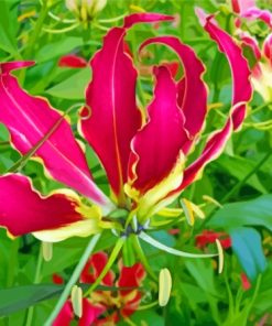 Blooming Gloriosa Lily paint by number