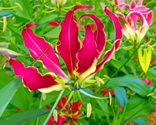 Blooming Gloriosa Lily paint by number