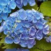 Blue Hydrangea Flowers paint by number