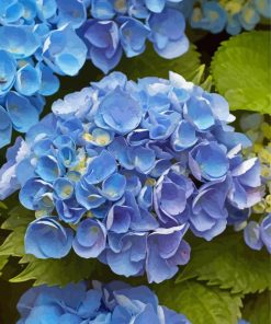 Blue Hydrangea Flowers paint by number