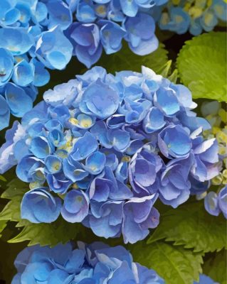 Blue Hydrangea Flowers paint by number