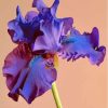 Blue Purple Bearded Iris paint by number