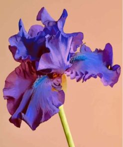 Blue Purple Bearded Iris paint by number