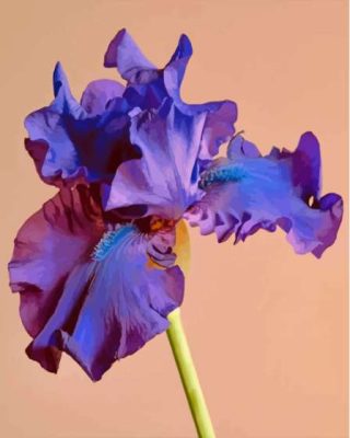 Blue Purple Bearded Iris paint by number