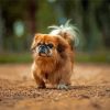 Brown Pekingese Dog paint by number