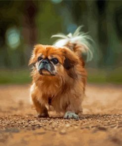 Brown Pekingese Dog paint by number