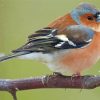 Chaffinch On Tree paint by number