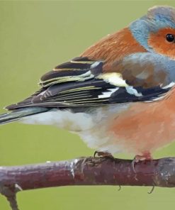 Chaffinch On Tree paint by number