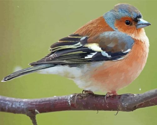 Chaffinch On Tree paint by number