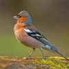 Chaffinch paint by number