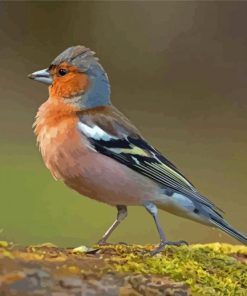 Chaffinch paint by number