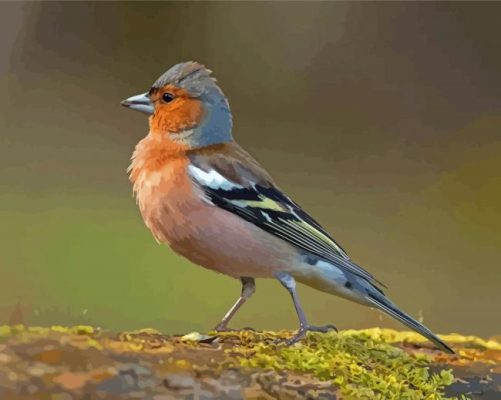 Chaffinch paint by number