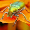 Christmas Beetle On Orange Flower paint by number