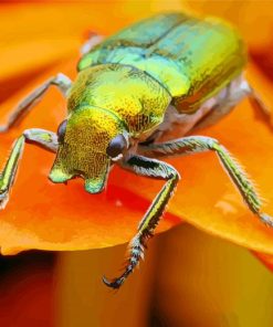 Christmas Beetle On Orange Flower paint by number