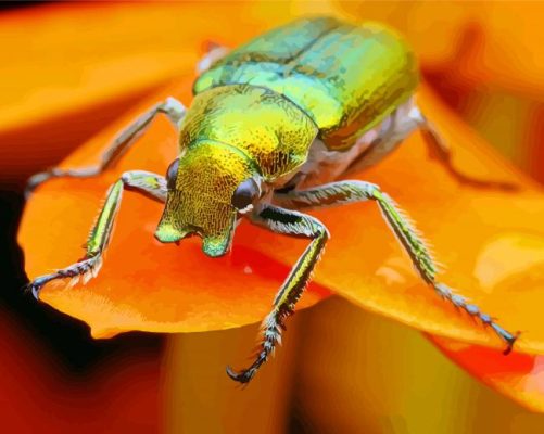 Christmas Beetle On Orange Flower paint by number