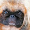 Close Up Pekingese Face paint by number