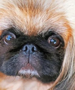 Close Up Pekingese Face paint by number