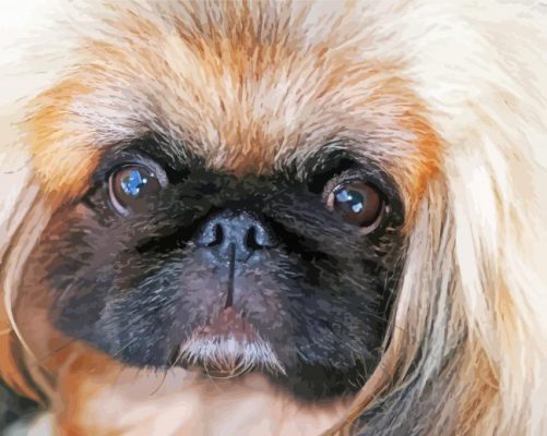 Close Up Pekingese Face paint by number