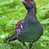 Close Up Western Capercaillie paint by number