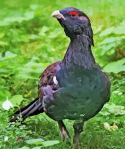 Close Up Western Capercaillie paint by number