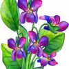 Common Blue Violet Art paint by number