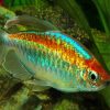 Congo Tetra Tropical Fish paint by number