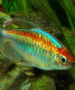 Congo Tetra Tropical Fish paint by number