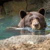 Cute Brown Bear In Water paint by number