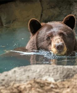 Cute Brown Bear In Water paint by number