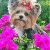 Cute Yorkshire Terrier And Flowers paint by number