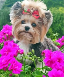 Cute Yorkshire Terrier And Flowers paint by number