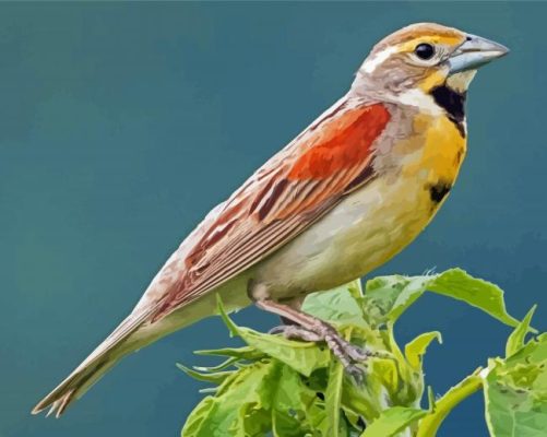 Dickcissel Bird Paint by number