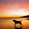 Dog In The Beach At Sunset paint by number