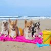 Dogs In Beach paint by number